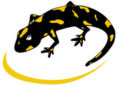 team_logo